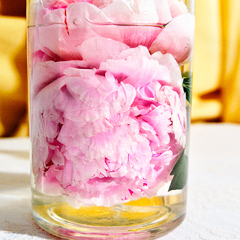 PEONY BLISS